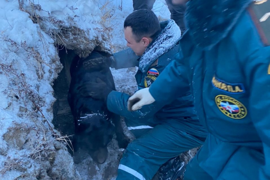 На Камчатке спасли собаку, провалившуюся под бетонную плиту. Фото: пресс-служба ГУ МЧС России по Камчатскому краю. Фотография 1