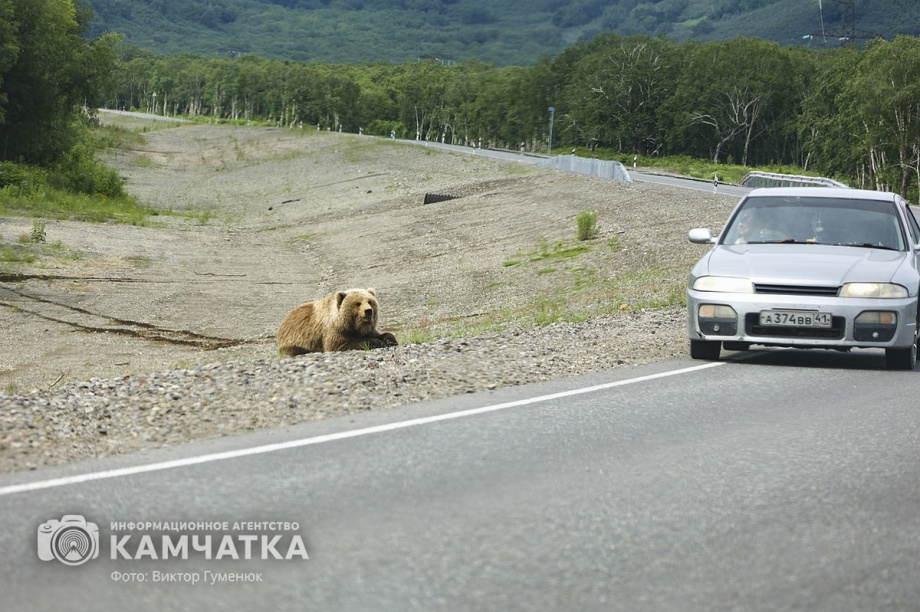 Жители камчатских лесов и сопок. Фотоподборка. фото: Виктор Гуменюк. Фотография 1