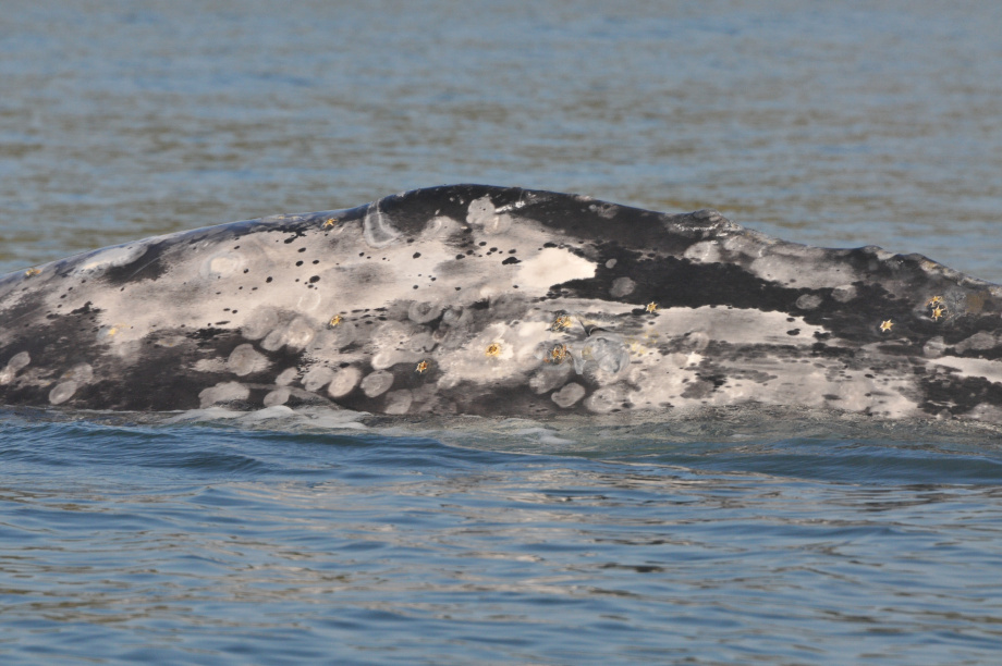 В разных частях Тихого океана серые киты питаются по-разному, хотя относятся к одному виду: учёные Кроноцкого заповедника. Фото: ИПЭЭ РАН им. А.Н. Северцова. Фотография 12