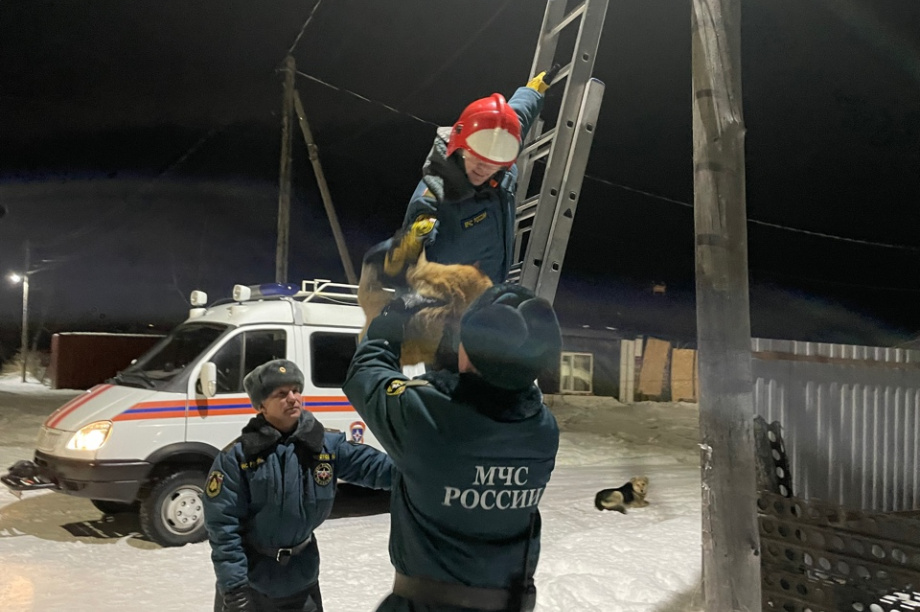 Камчатские спасатели помогли коту, просидевшему сутки на опоре ЛЭП. Фото: МЧС. Фотография 1