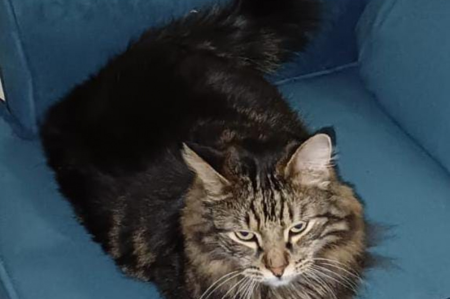 Добрый поступок для приюта «Оберег». Фото: Приют "Оберег"