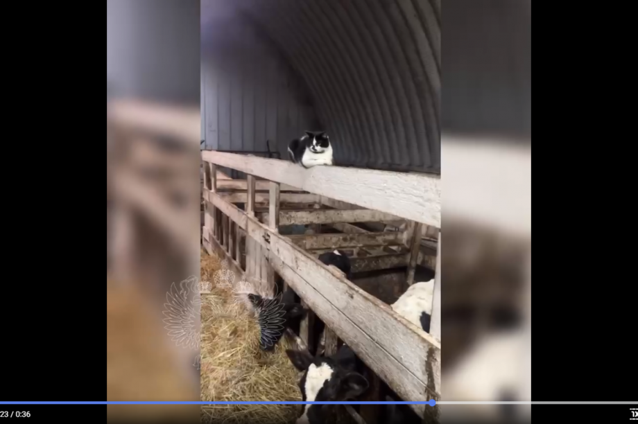 Навозные кучи, грязных коров и другую жуть зафиксировали на молочной ферме в Усть-Камчатском округе . Фото: скриншот с видео прокуратуры Камчатского края