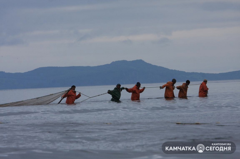 Больше половины приезжих работников рыбной отрасли Камчатки привиты от ковида. Фото: Виктор Гуменюк / информационное агентство "Камчатка"
