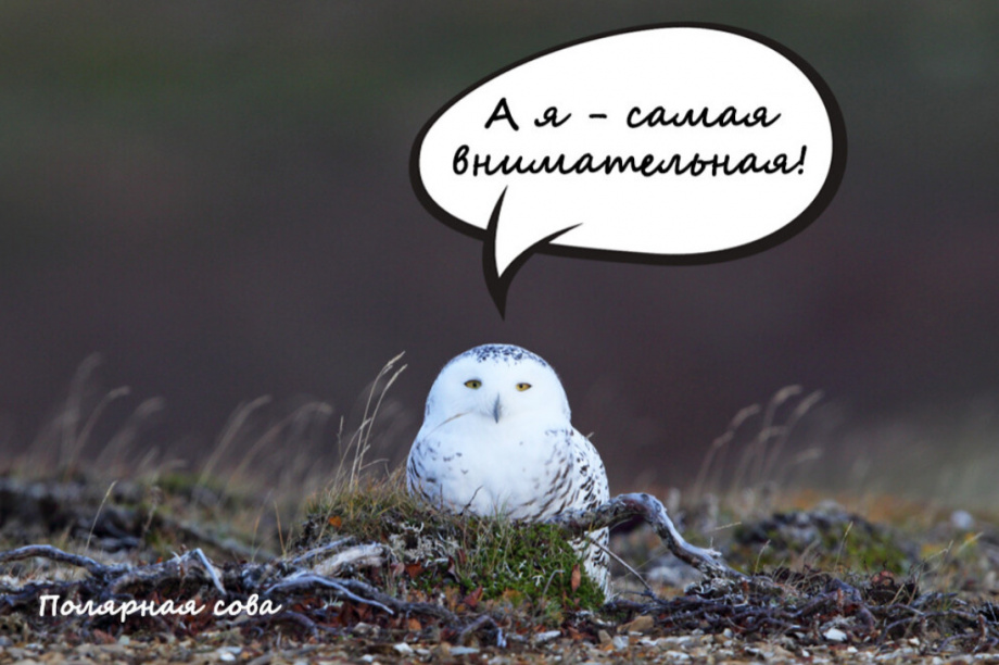 Успешно завершен проект по сбору средств на издание книги «Птицы Камчатки и Командорских островов» для детей — парк Вулканы Камчатки. Фото: planeta.ru. Фотография 2