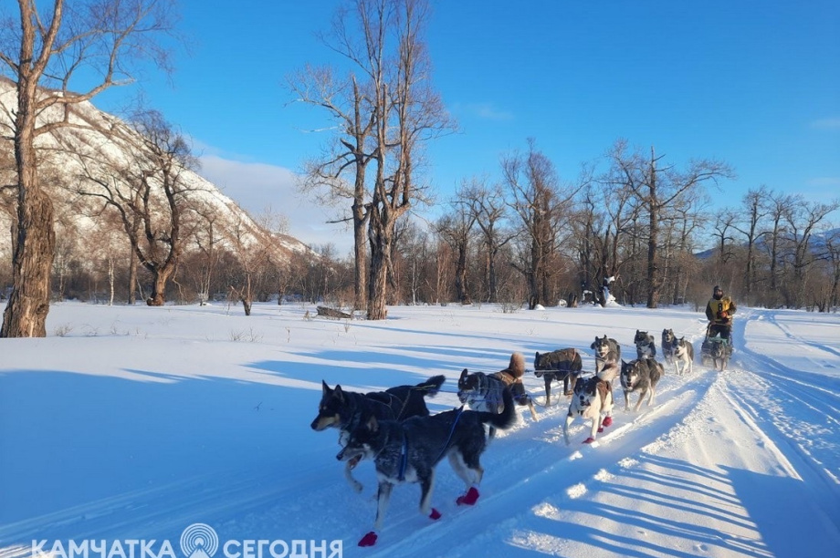 Старт гонки на собачьих упряжках «Берингия-2026» будет дан в столице Камчатки. Фото: ИА "Камчатка"
