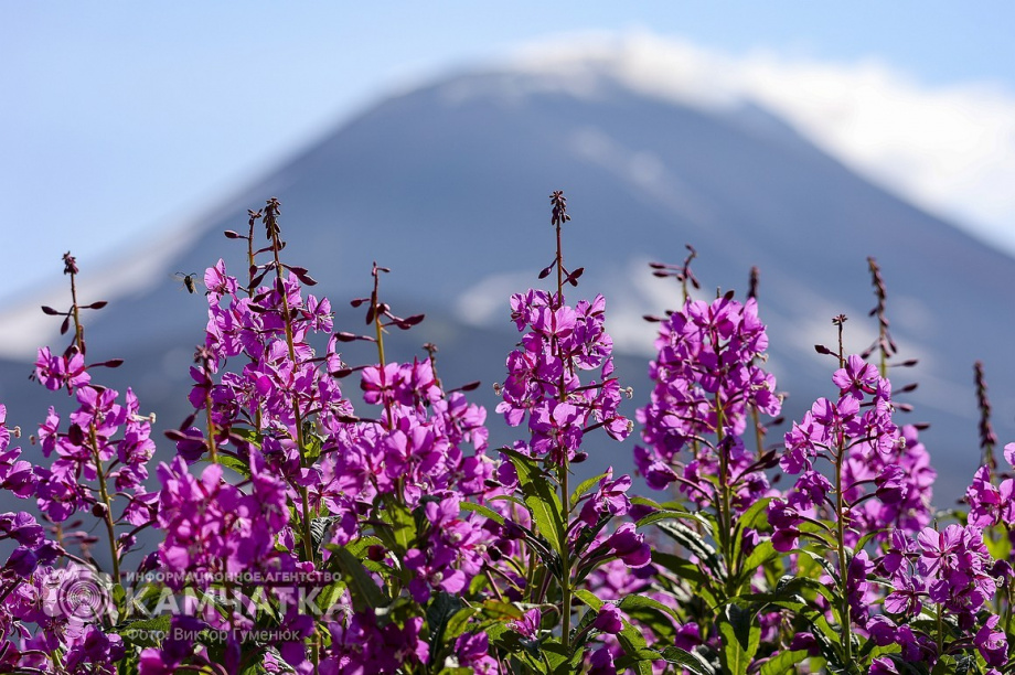 День вулкана на Камчатке собрал почти 2000 восходителей. фото: Виктор Гуменюк. Фотография 72