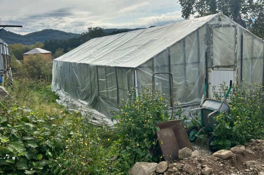 Пенсионер-рецидивист устроил на Камчатке наркотеплицу с центнером конопли. . Фотография 2