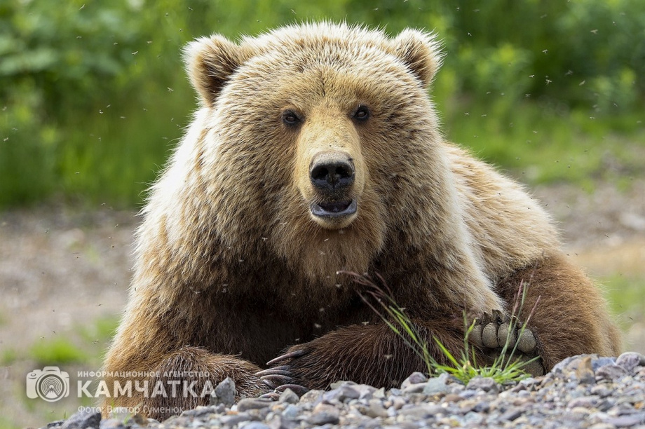 Сезон охоты на бурого медведя и снежного барана открыт на Камчатке. Фото: Виктор Гуменюк
