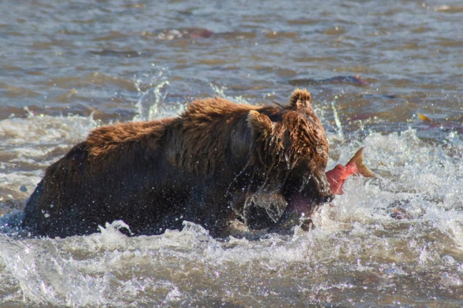Кроноцкий заповедник объявил победителей конкурса. Фото: телеграм-канал Кроноцкого заповедника. Фотография 7
