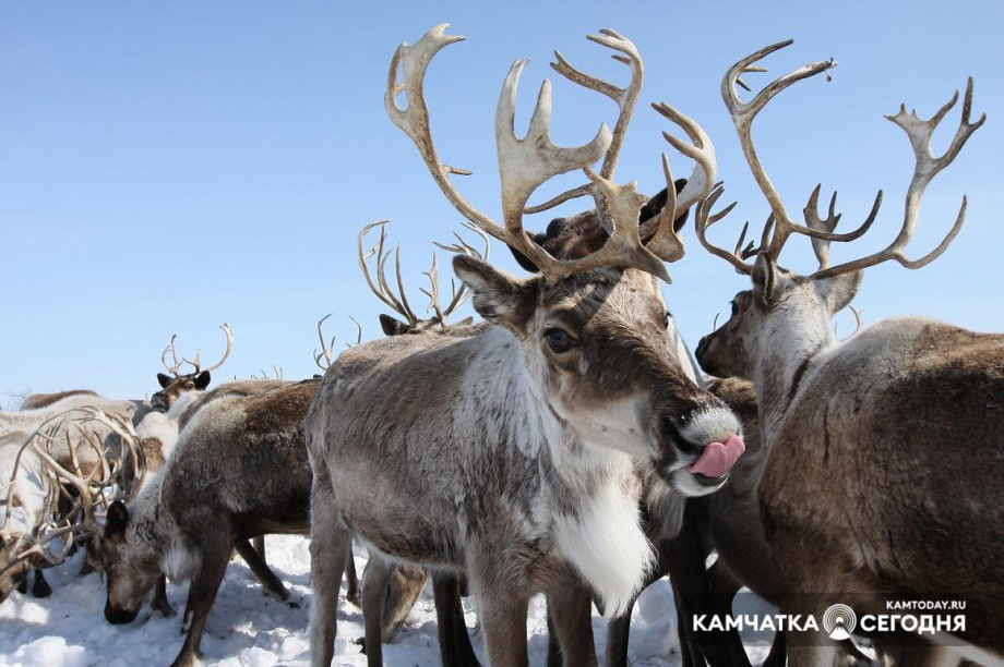  Квадрокоптер поможет будущим оленеводам Камчатки следить за стадами оленей. Фото: ИА "Камчатка"