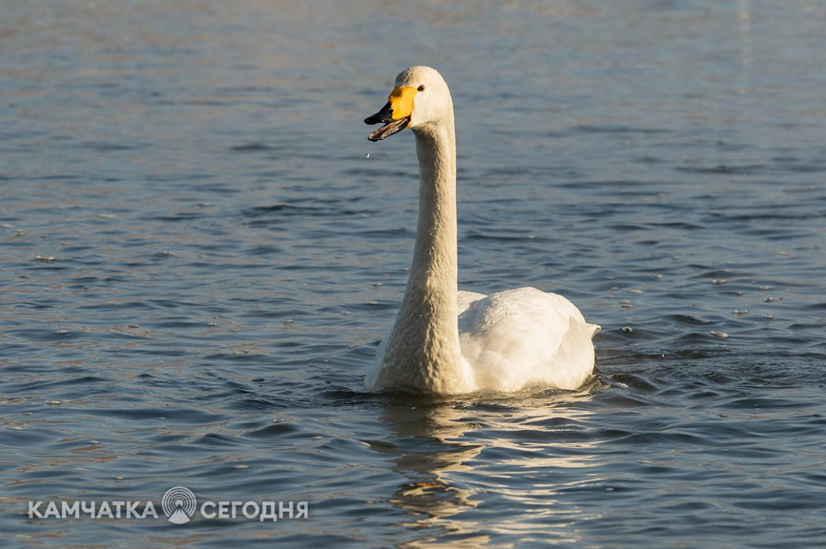 Лебеди-кликуны на Халактырском озере. Фоторепортаж . фото: Артем Безотечество. Фотография 1