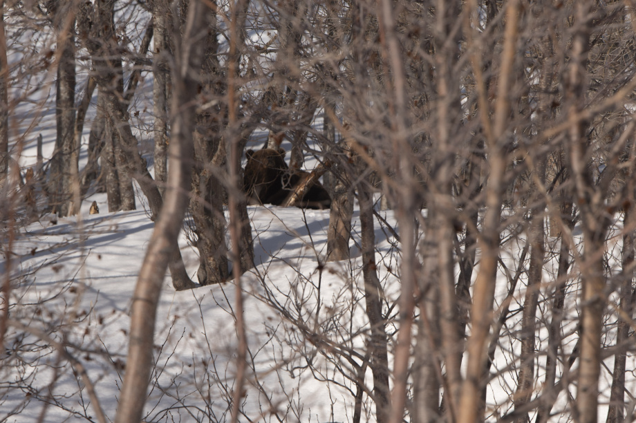 Медведь проснулся на Камчатке. фото: Кроноцкий заповедник. Фотография 3