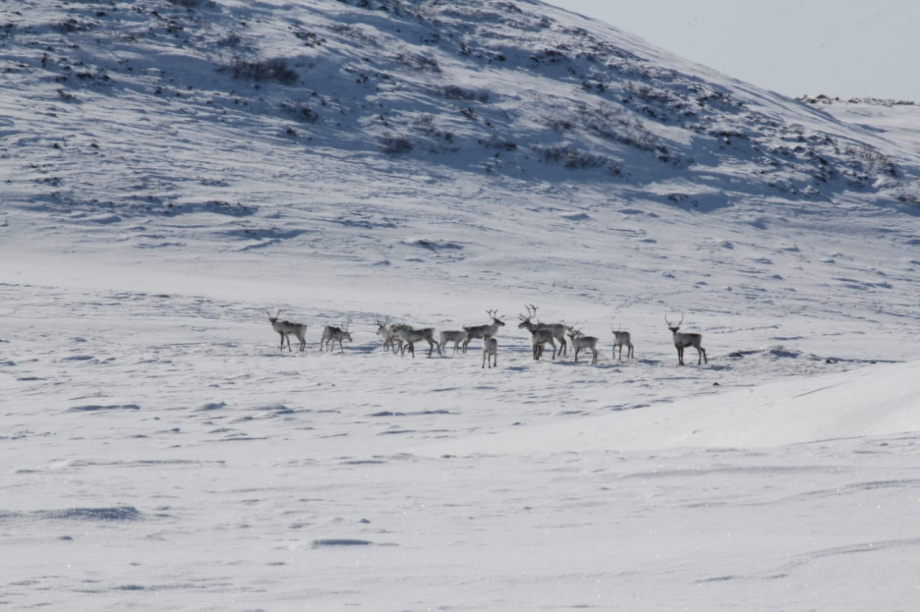 Северные олени Камчатки уходят в горы на зимние пастбища. Фото: Константин Панов . Фотография 2
