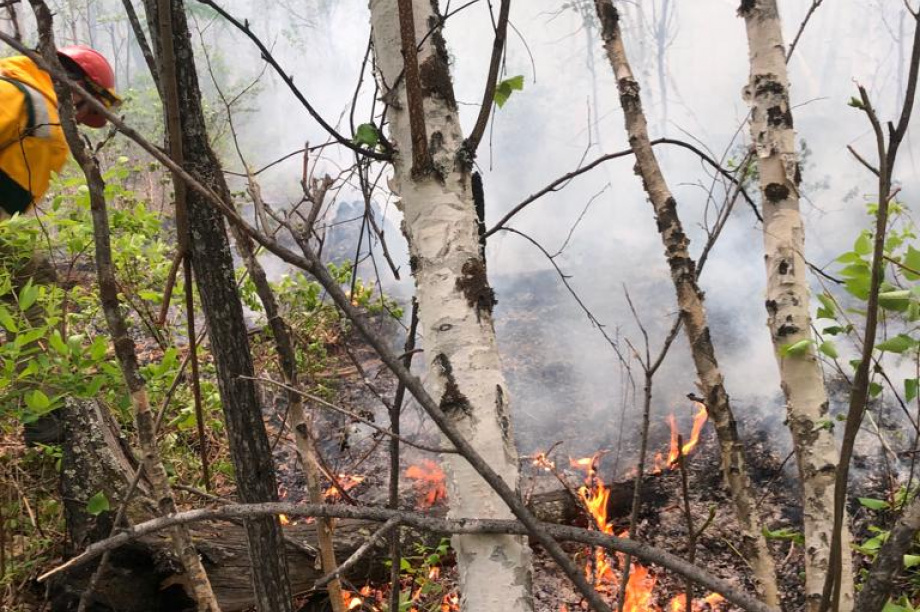  На Камчатке лесные пожары прошли за выходные почти 50 га. Фото: kamgov.ru. Фотография 2