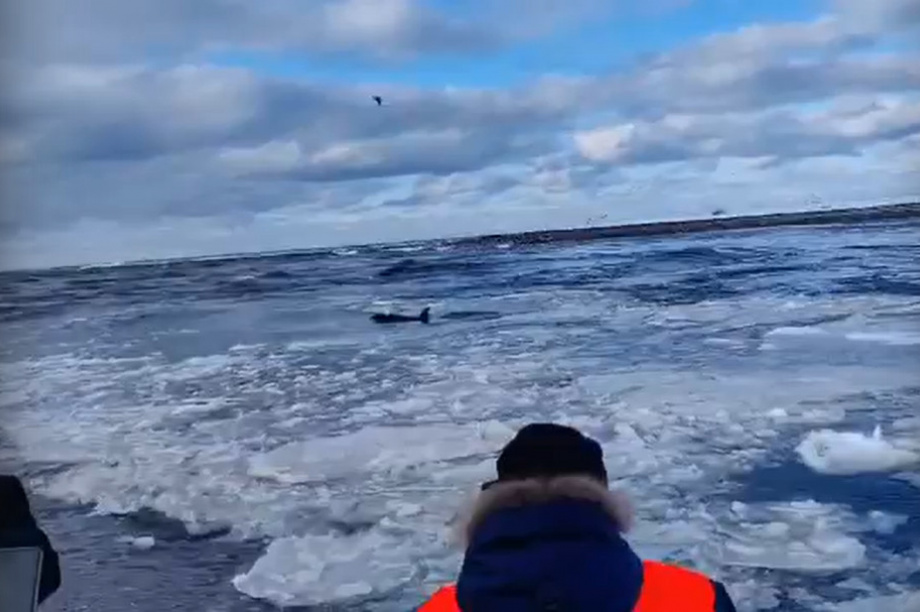 На Камчатке спасателям удалось вернуть косатку в море. Фото: Вконтакте Сергея Лебедева. Фотография 1