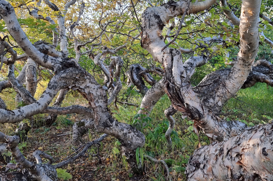 «Чёрные лесорубы» на Камчатке вырубили 47 каменных берёз. ИА Камчатка