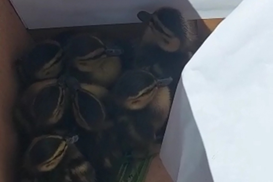 В Петропавловске спасли заблудившийся выводок крякв. Кадр, видео: служба по охране животного мира