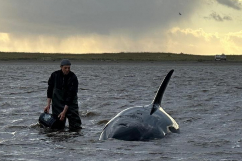 В адрес Главного управления МЧС России по Камчатскому краю поступило благодарственное письмо от фонда «Защиты китов». Фото: Витязь-Авто. Фотография 5
