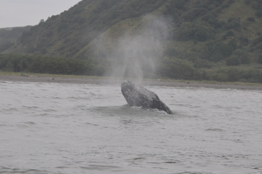 В разных частях Тихого океана серые киты питаются по-разному, хотя относятся к одному виду: учёные Кроноцкого заповедника. Фото: ИПЭЭ РАН им. А.Н. Северцова. Фотография 6