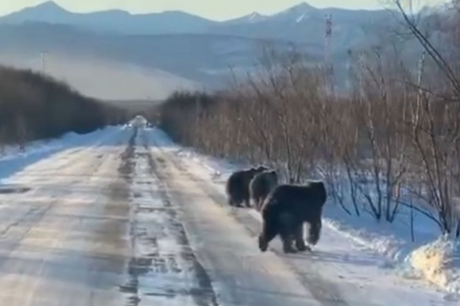 Семейство медведей бродит в районах Пятой стройки и новой трассы на Камчатке . Фото: соцсети. Фотография 2