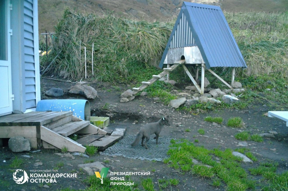 Песцы острова Медный успешно пережили зиму. Нацпарк «Командорские острова». Фотография 3