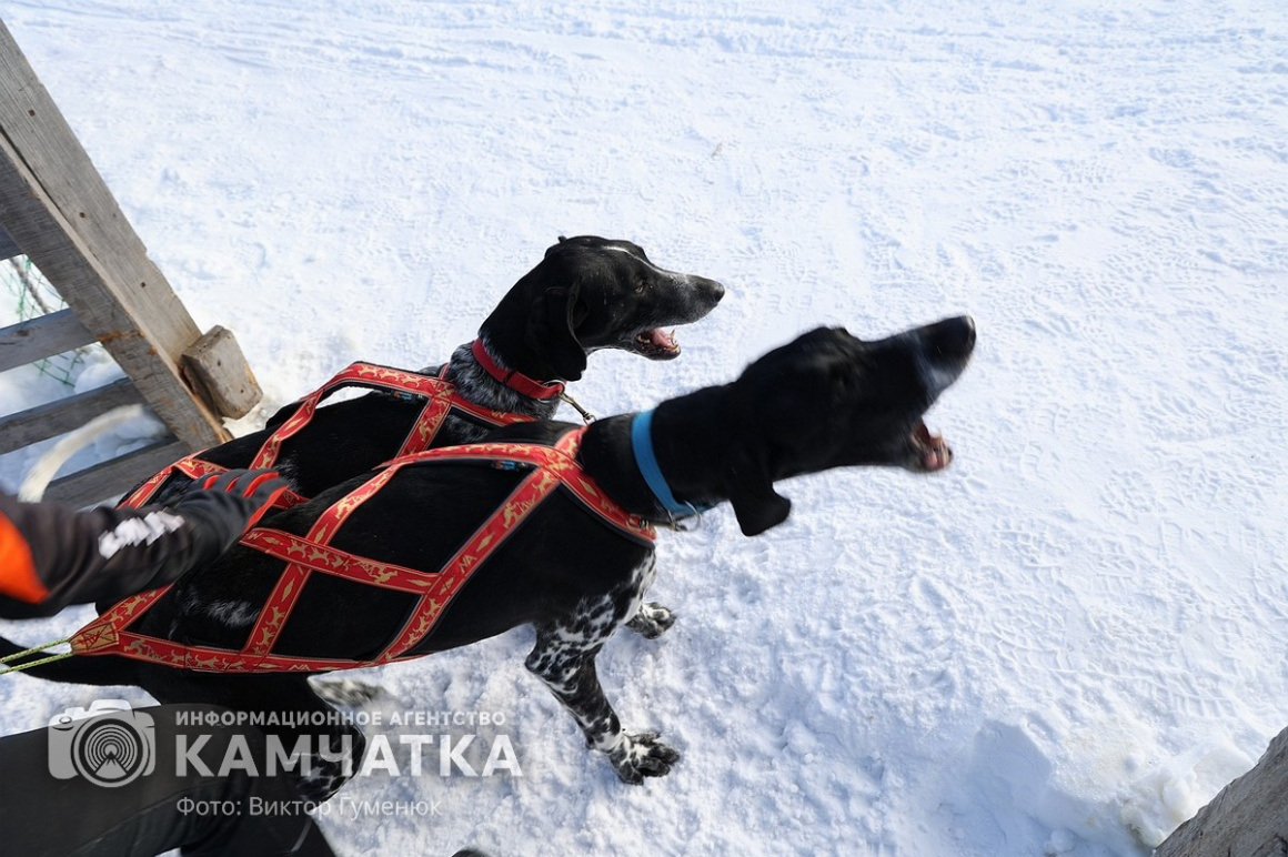 Гонка на собачьих упряжках «Хальч Тхсаном». Фоторепортаж  . Фото: Виктор Гуменюк. Фотография 27