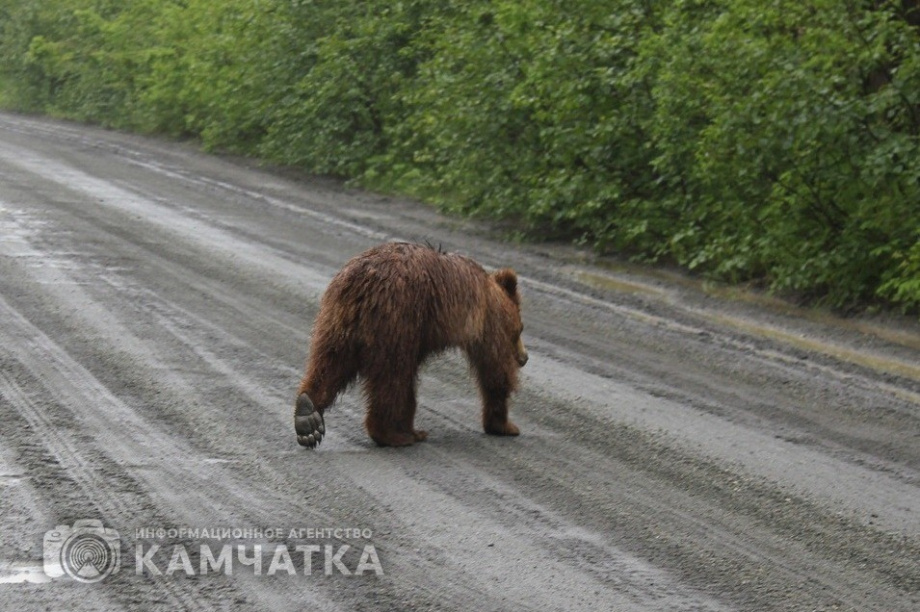 Медведь ходит вблизи биатлонного комплекса в Петропавловске. Фото: Олеся Сурина