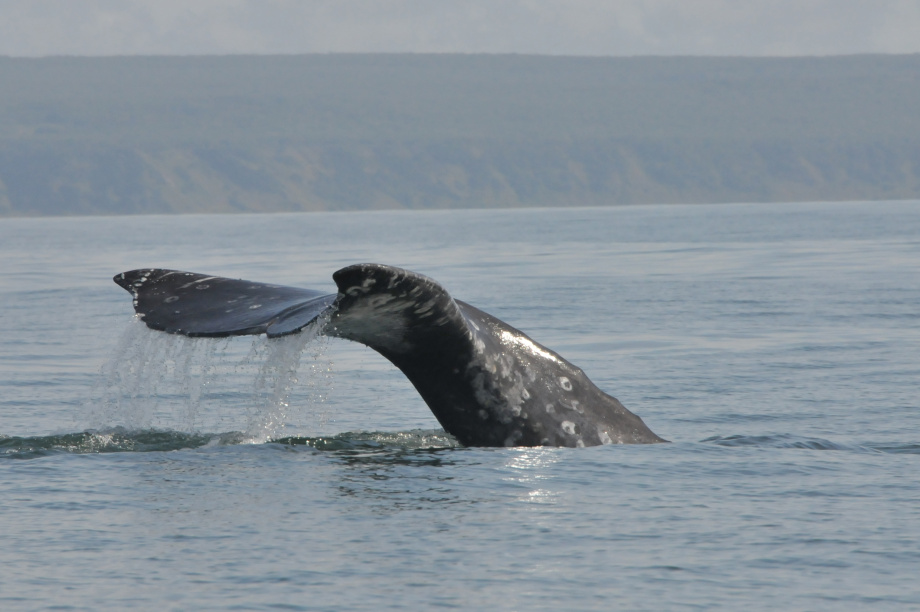 В разных частях Тихого океана серые киты питаются по-разному, хотя относятся к одному виду: учёные Кроноцкого заповедника. Фото: ИПЭЭ РАН им. А.Н. Северцова. Фотография 7