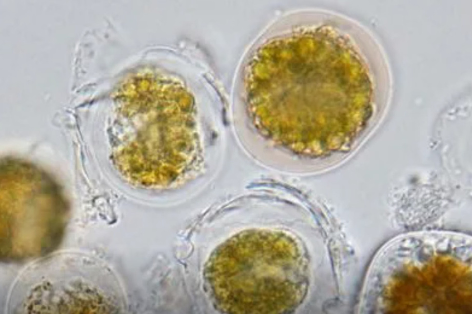 Морепродукты из Авачинской губы опасны. Фото из соцсетей. Фотография 2