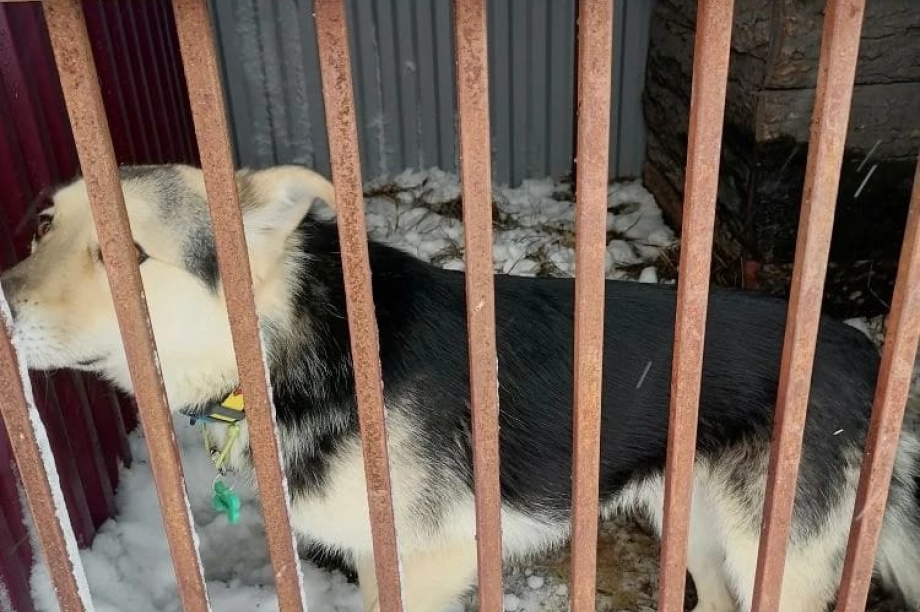 Неравнодушные жители Камчатки спасают питомцев из снежного плена. Фото: ИА "Камчатка". Фотография 2