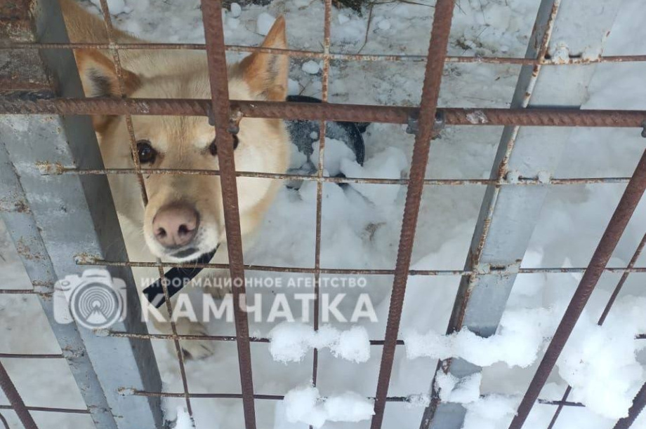 Приют для собак на Камчатке засыпало снегом: требуется помощь!. Фото: ИА "Камчатка"