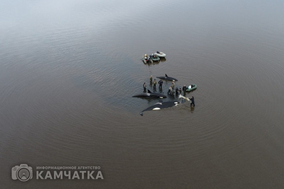 Сергей Лебедев: «Все четыре косатки живы, плавают всё ещё в лимане, воды хватает». Фото: Витязь-Авто, Александр Конев. Фотография 2