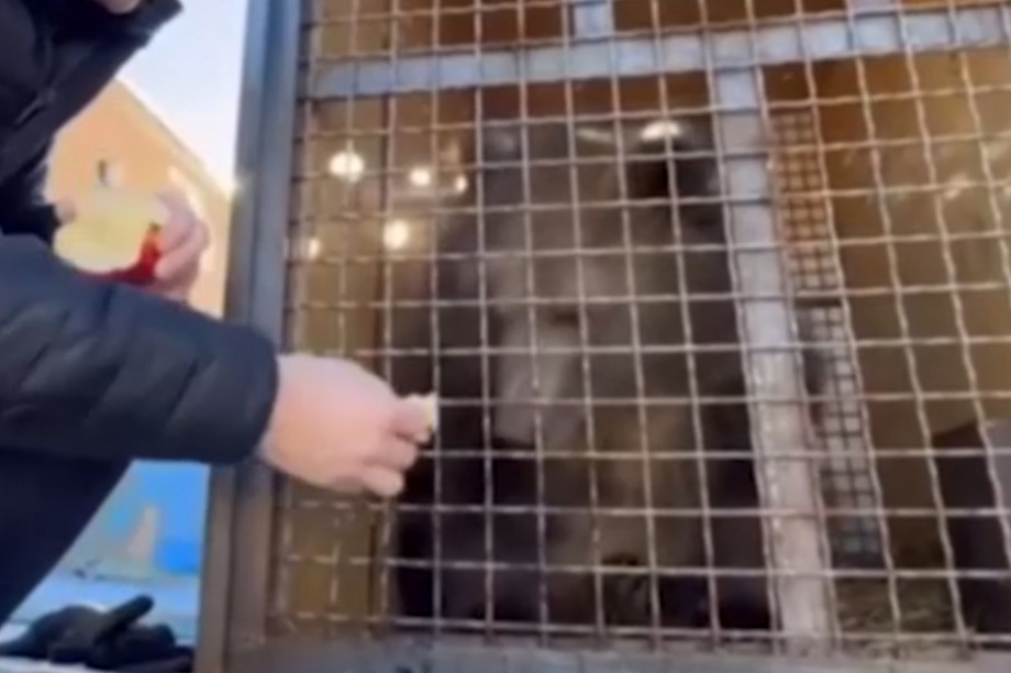 С Камчатки в Москву отправится сегодня осиротевший медвежонок. Фото: скрин с видео из телеграм-канала парка «Земля прайда». Фотография 1