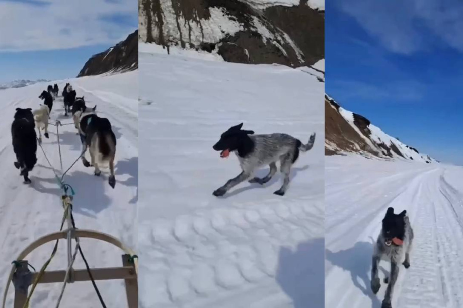 Дворняга из Ивашки стала звездой камчатской «Берингии». . Фотография 1