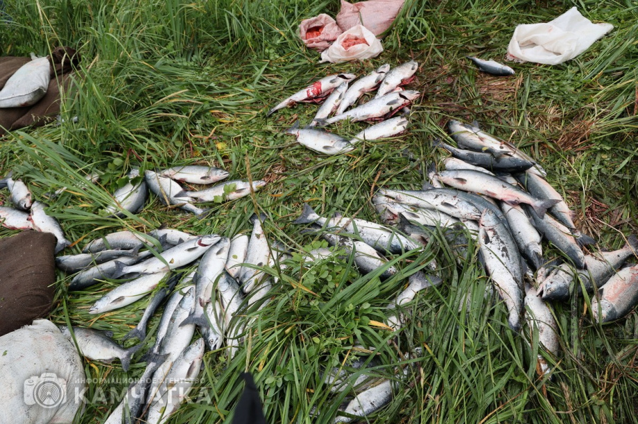 Браконьера с уловом почти на 1 миллион рублей задержали на Камчатке. Фото: Виктор Гуменюк. Фотография 2