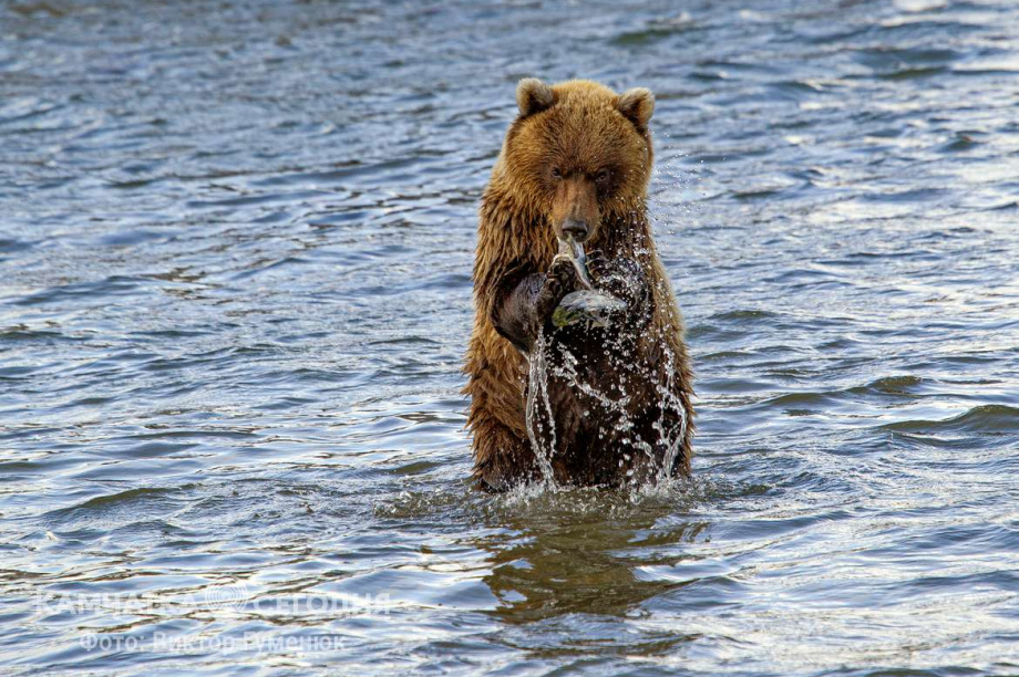День медведя. Фотоподборка. Фото: Виктор Гуменюк. Фотография 10
