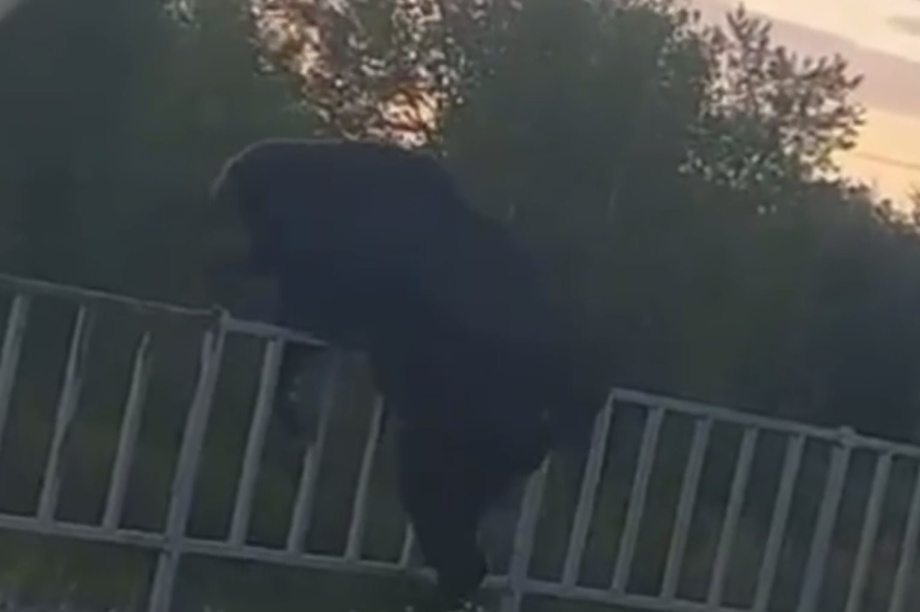 Очевидцы: Он не понял куда попал! Медведь на «кольце». Фото из соцсетей. Фотография 4