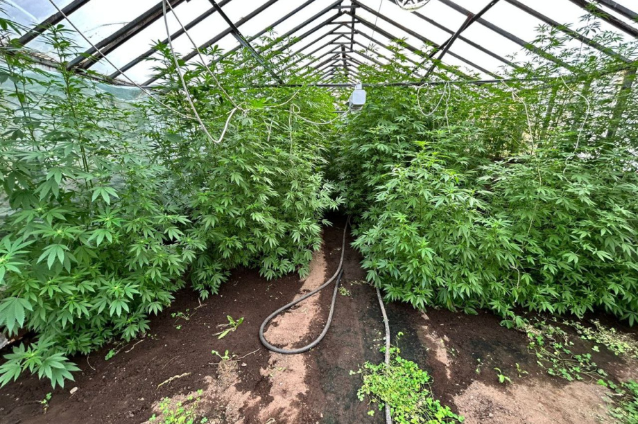 Пенсионер-рецидивист устроил на Камчатке наркотеплицу с центнером конопли. . Фотография 1