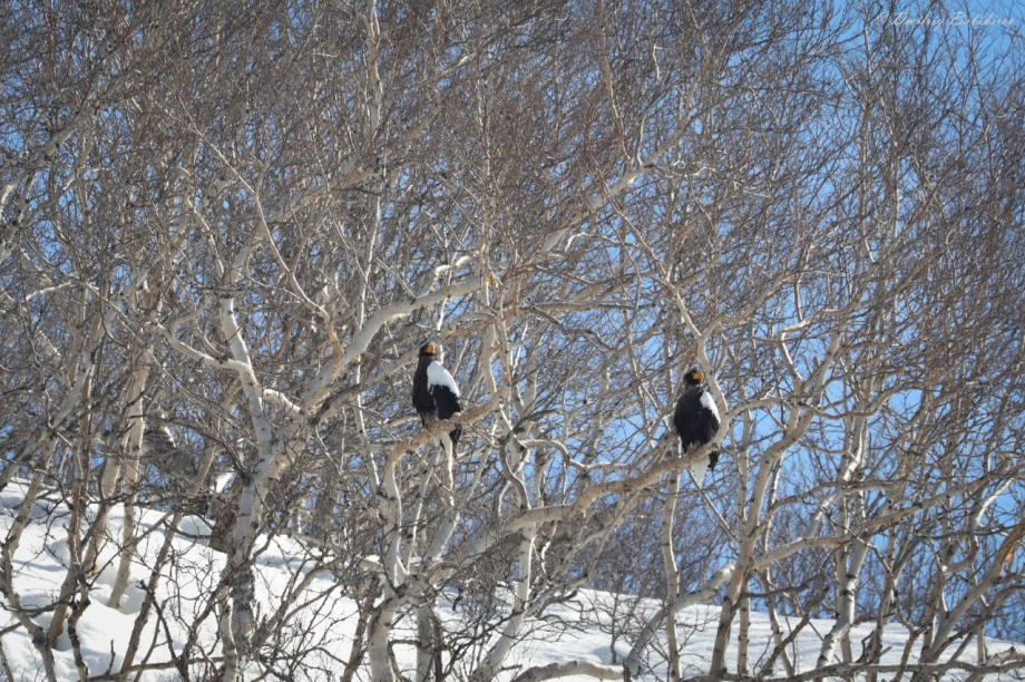 Первый медведь покинул берлогу в Кроноцком заповеднике. Фото: Д. Балакирев; Е. Волкова. Фотография 3