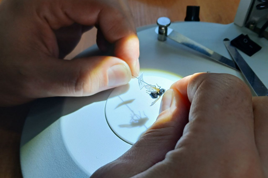 Научные исследования заповедников «Кроноцкий» и «Заповедная Мордовия»: сотрудничество на благо природы. Фото: пресс-служба «Кроноцкий государственный заповедник». Фотография 8