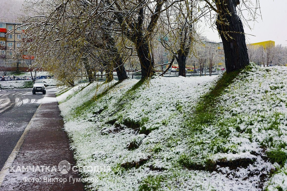 Снежный май на Камчатке. Фоторепортаж. Фото: Виктор Гуменюк. Фотография 6