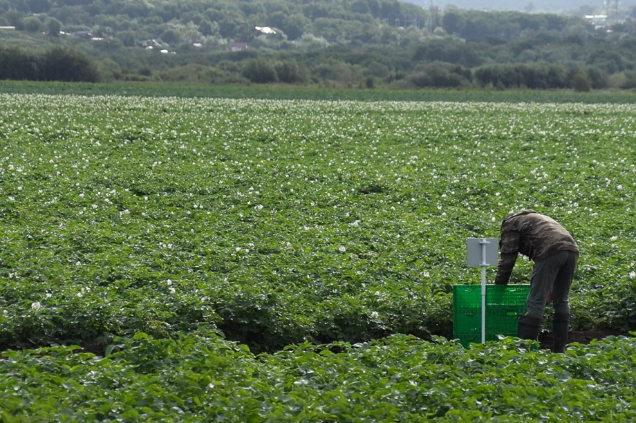 Презентацию 13 новых для Камчатки сортов картофеля провели в Елизовском районе. Фото: Виктор Гуменюк, kamgov.ru. Фотография 10