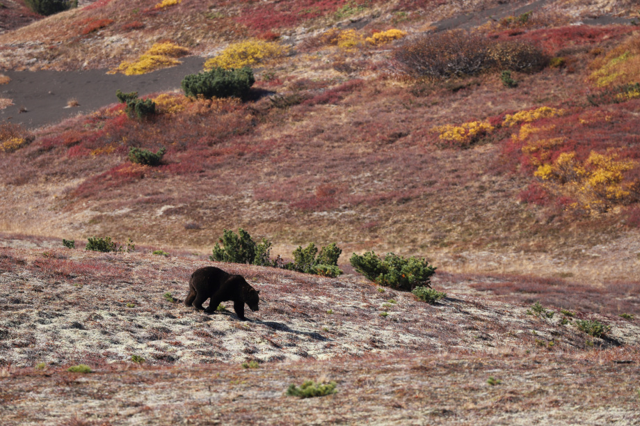 На Камчатке ученые искали оленей, а встретили лишь росомаху с медведями. Фото: Е.Волкова. Фотография 2