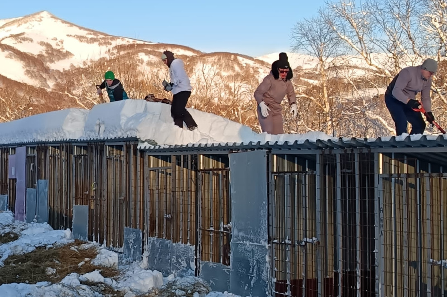 Волонтёры камчатского приюта «Под крылом Кутха» благодарят за помощь в уборке снега. Фото: приют "Под крылом Кутха"
