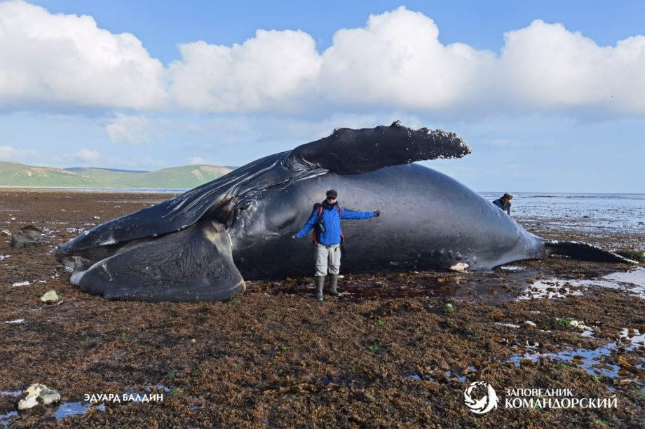 Горбатого кита длиной 13 метров нашли на острове Беринга. Фото: instagram.com/commanderislands. Фотография 3