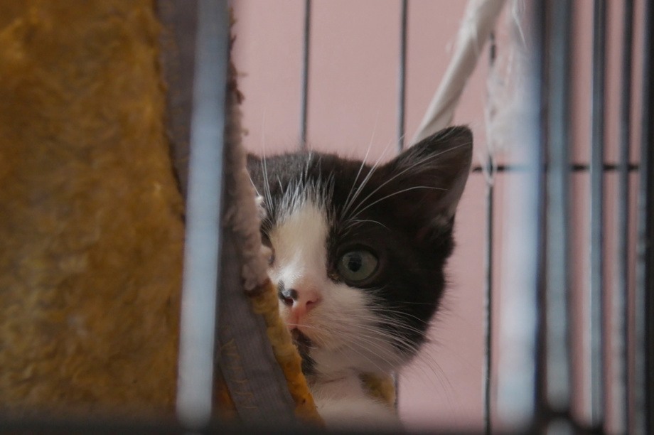 Власти Камчатки помогут частному приюту найти большое помещение для кошек. Фото: информационное агентство "Камчатка". Фотография 3