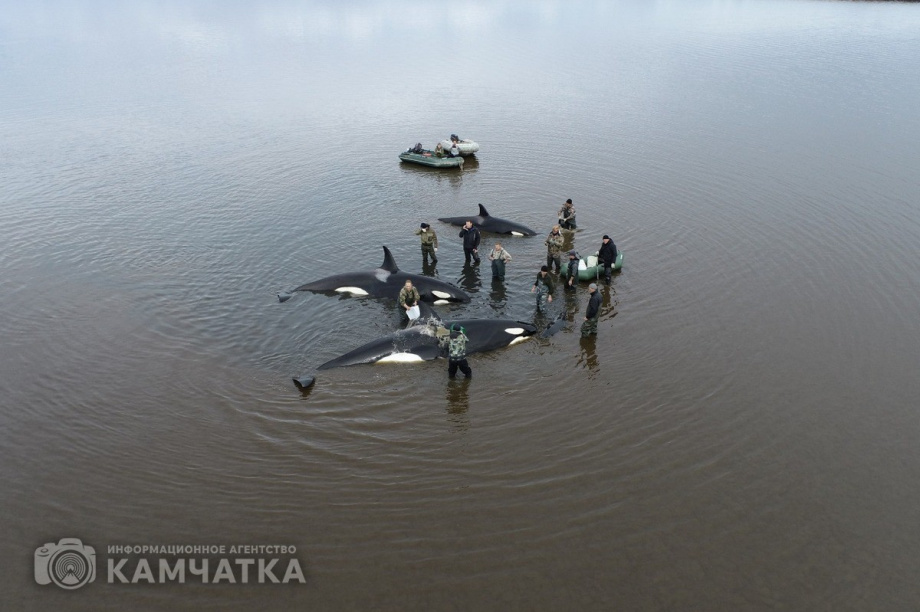 Сергей Лебедев: «Все четыре косатки живы, плавают всё ещё в лимане, воды хватает». Фото: Витязь-Авто, Александр Конев. Фотография 6