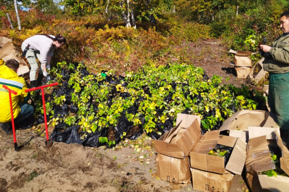 В Елизовском районе Камчатки высадили 14 000 саженцев берёз в рамках акции «Сохраним лес». Фото: kamgov.ru. Фотография 1