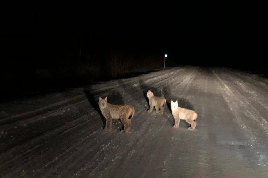 Три рыси и лисица попали на снимки жителей села на Камчатке. Фото: Камчатский Север. Фотография 1