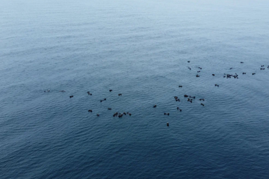 Киты и каланы продолжают наслаждаться жизнью в Кроноцком заливе. Фото: ФГБУ «Кроноцкий государственный заповедник» / Е. Волкова / Д. Балакирев. Фотография 10